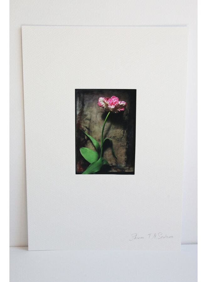 Impresión fotográfica artística de tulipán rosa sobre fondo marrón n.° 15