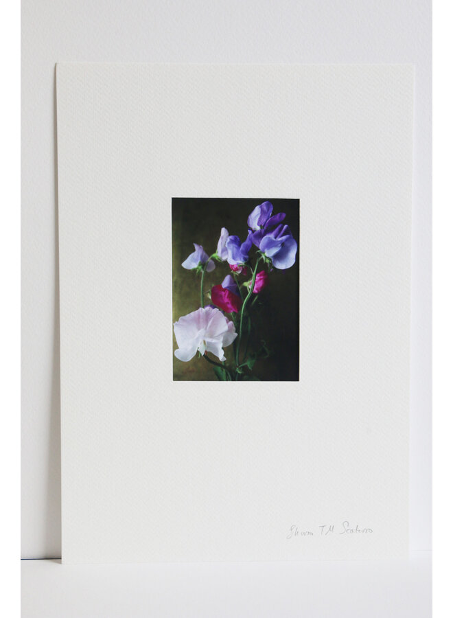 Impresión fotográfica de arte n.° 2 con flores azules, rojas y blancas sobre fondo dorado de Sweetpea