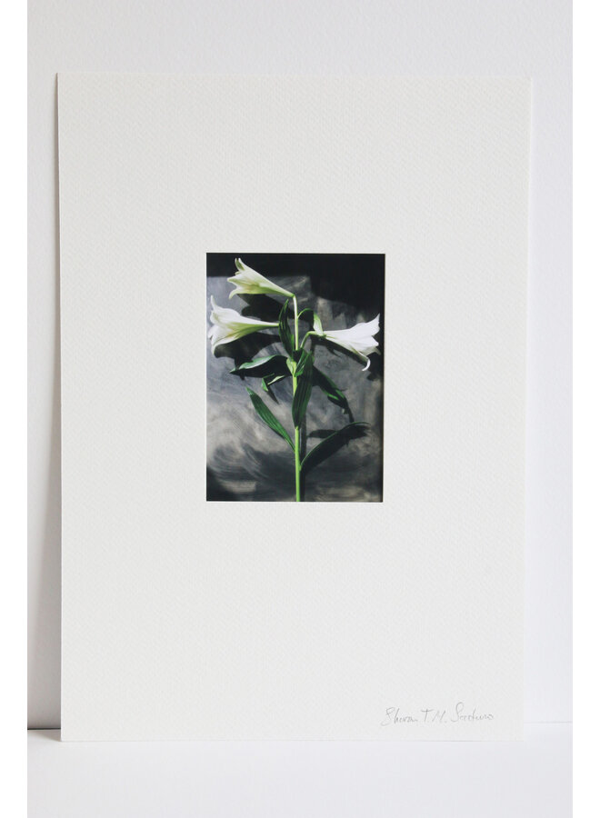 White Lily No.1 x3 Head Cross Against Black Perspex Photo Art Print 18