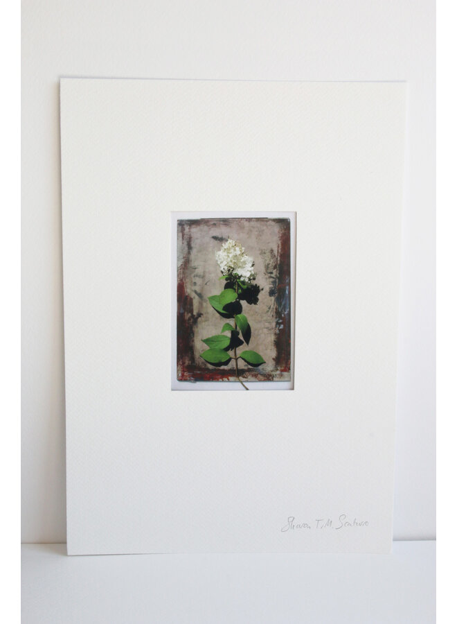 Weiße Hortensie vor braunem Hintergrund, Foto-Kunstdruck 20