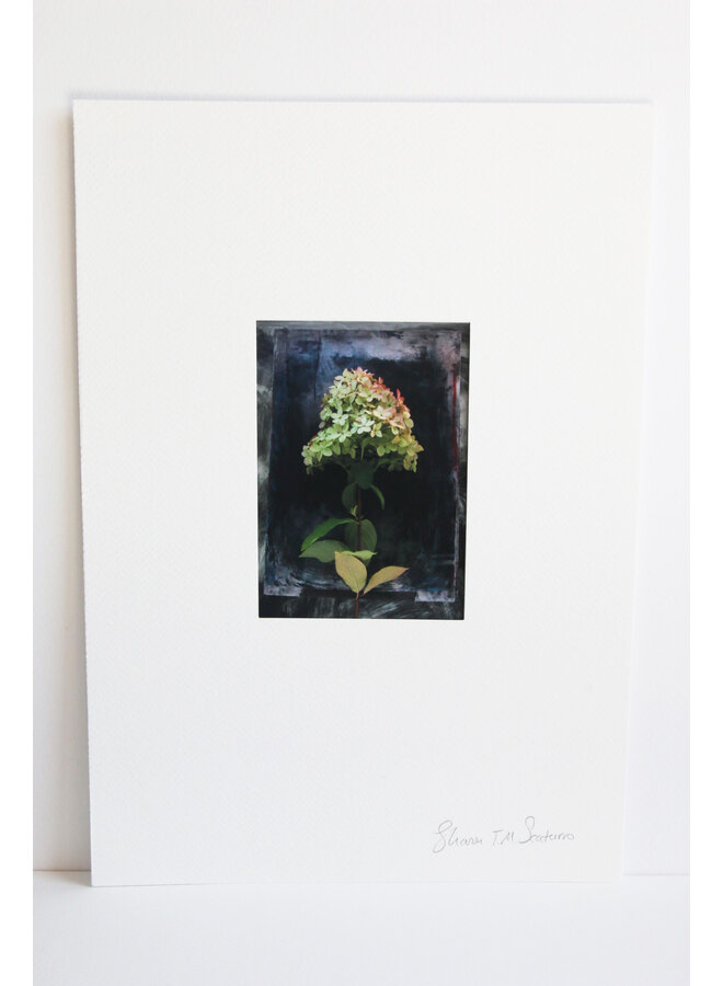 Grüne/rosa Hortensie auf blauem, schwarzem Hintergrund, Foto-Kunstdruck 21