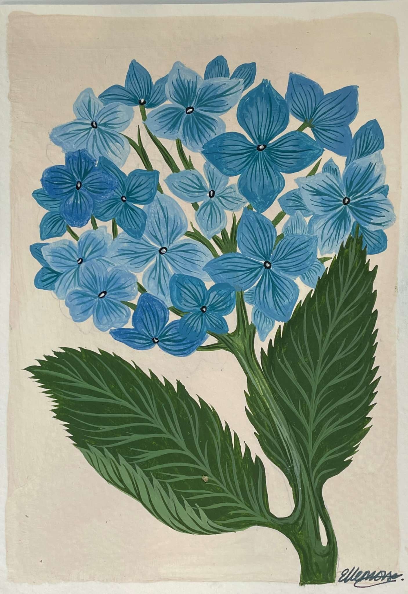 Hydrangea Season 2024 Water Street Gallery