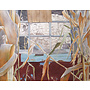Allotment Shed with Maize