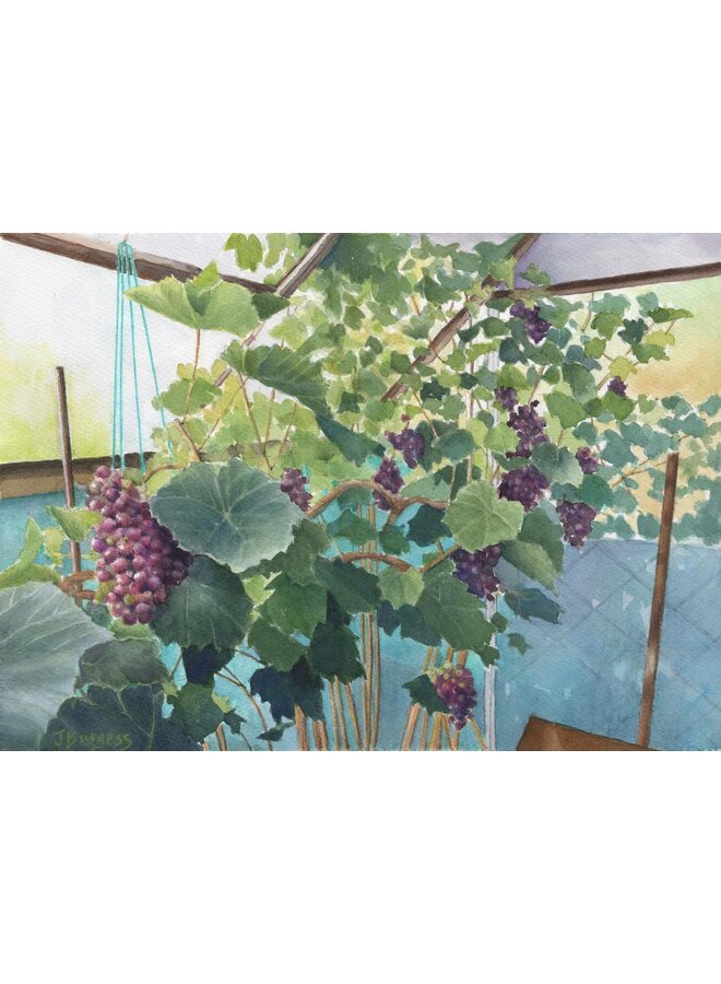 Grape Harvest