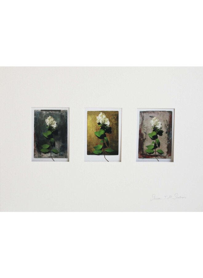 L'humeur des hortensias