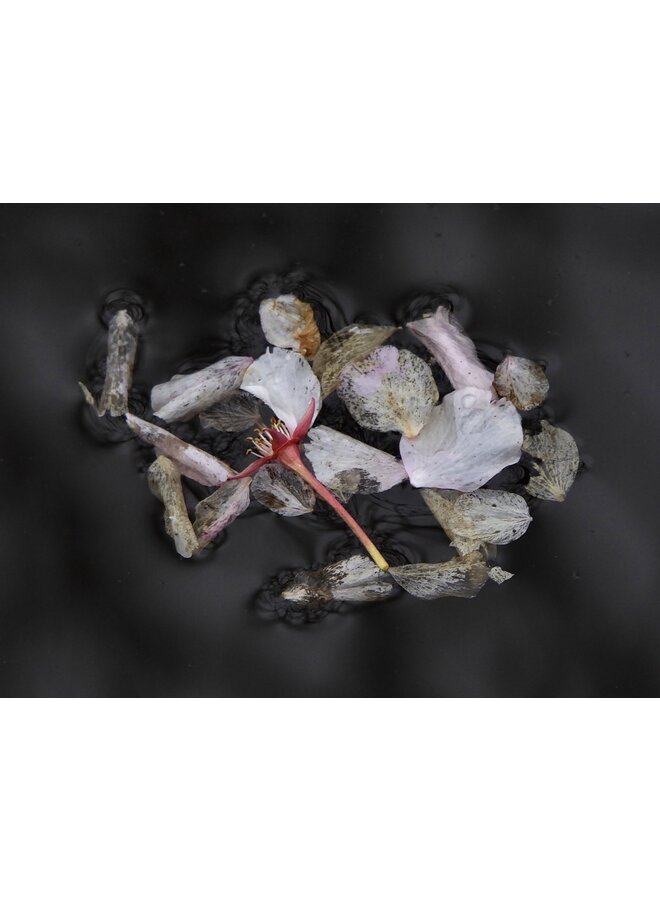 Floating Petals