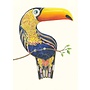 Carte Toucan