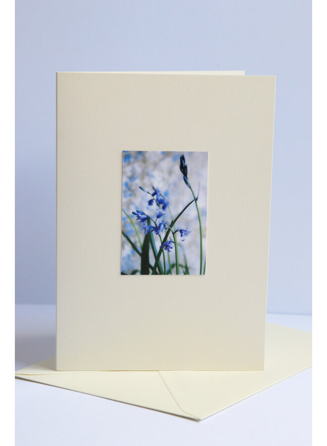 Bluebells in Bud Fotokunstkarte 25