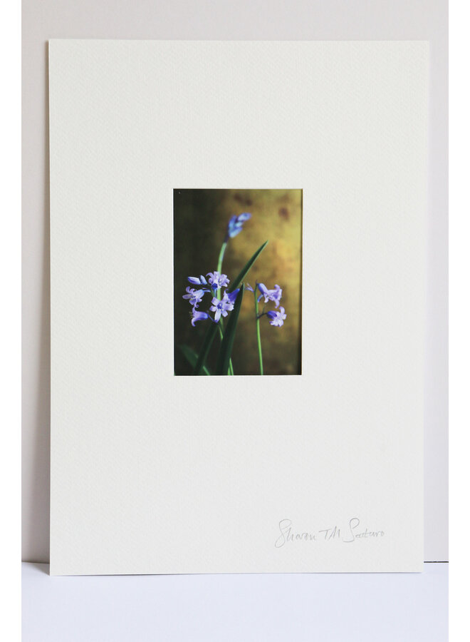 Bluebells with Gold Photo Art Print 29