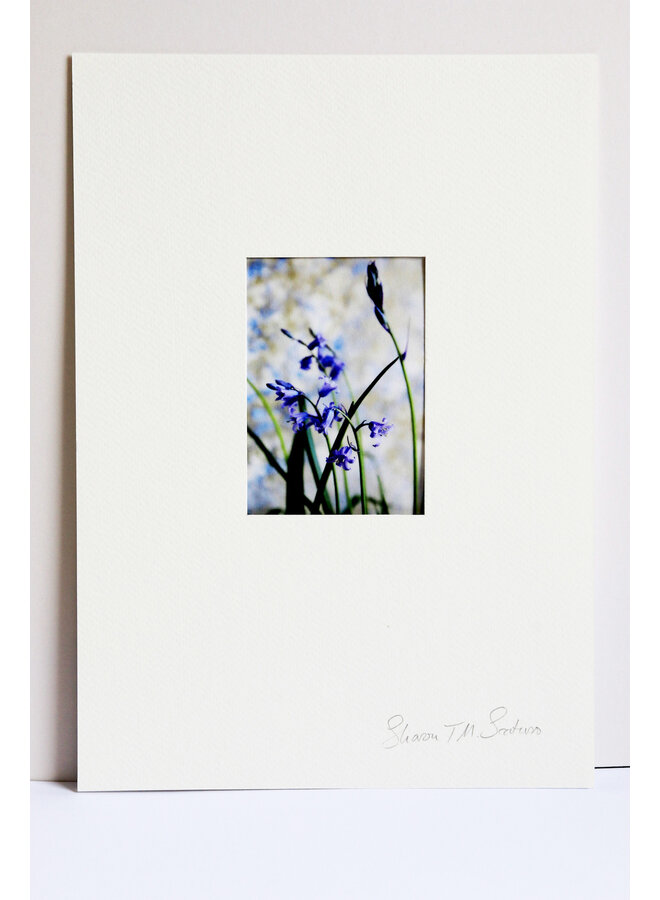 Bluebells in Bud Photo Art Print 28