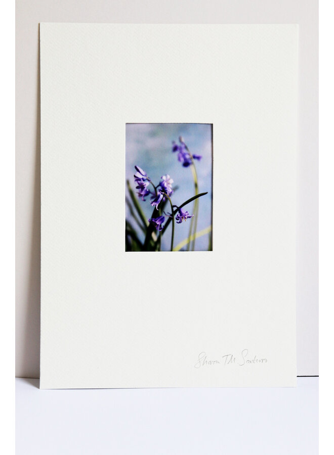 Impresión fotográfica artística de campanillas en flor 27