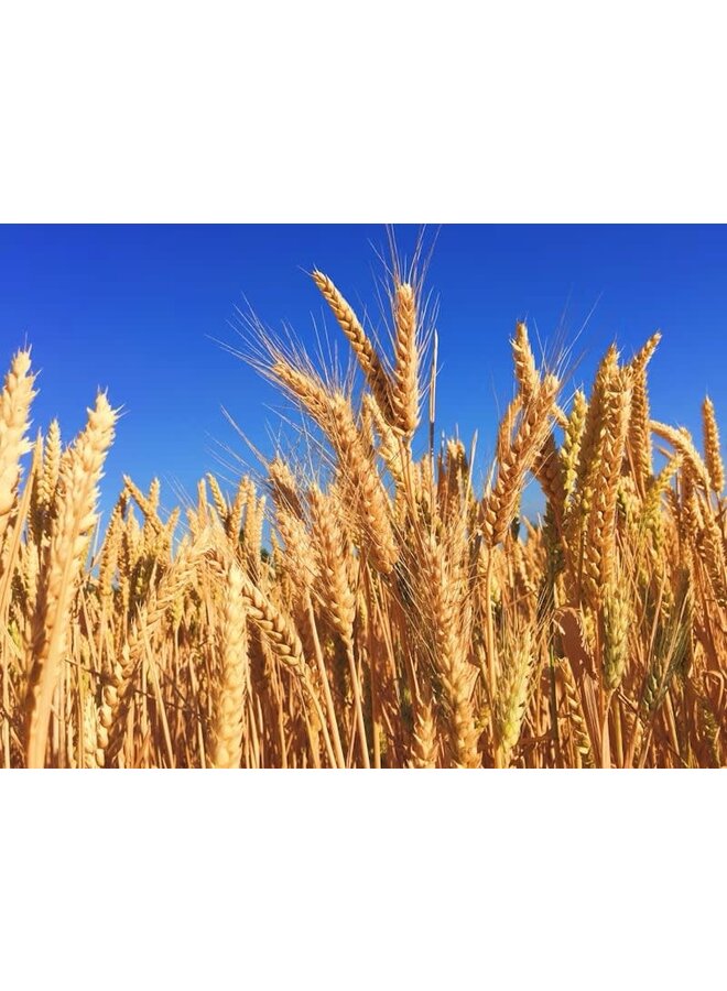 Дизайн Merino Cowl River & Glacier Barley 33