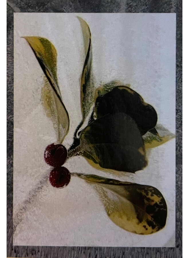 Holly Berry Photo Art Card 3 Original