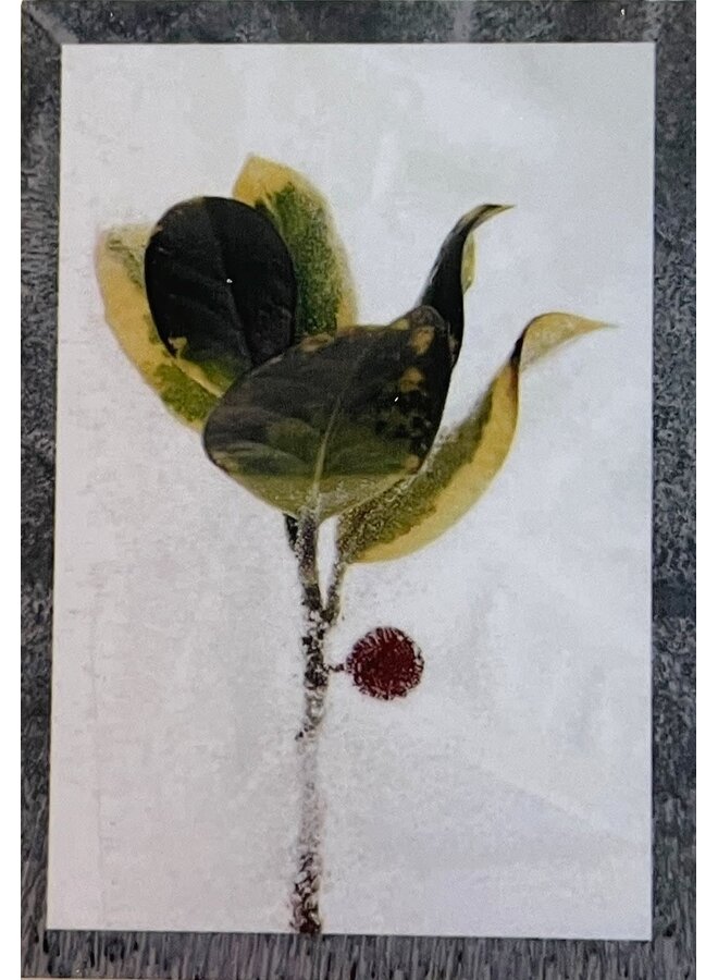 Tarjeta de arte fotográfico Holy Berry 2 Original Primer plano