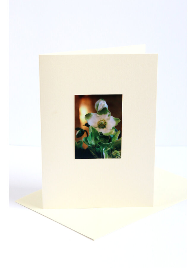 Photo artistique de rose de Noël n° 2 Étoile