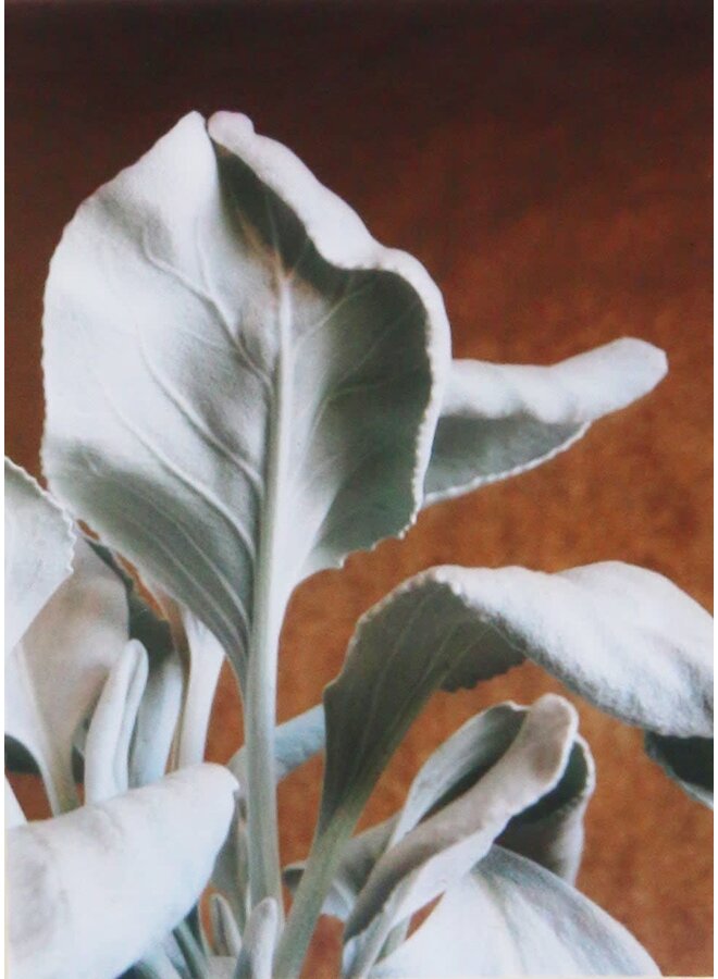 Angel Wing with gold Photo Art No. 2 photo card