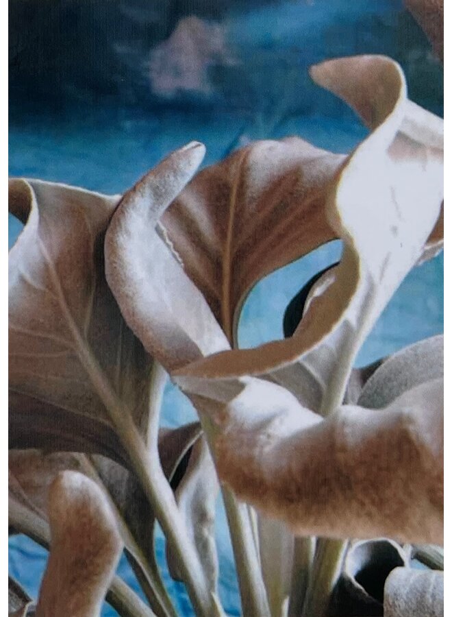 Angel Wing photo Art  card Blue No. 4