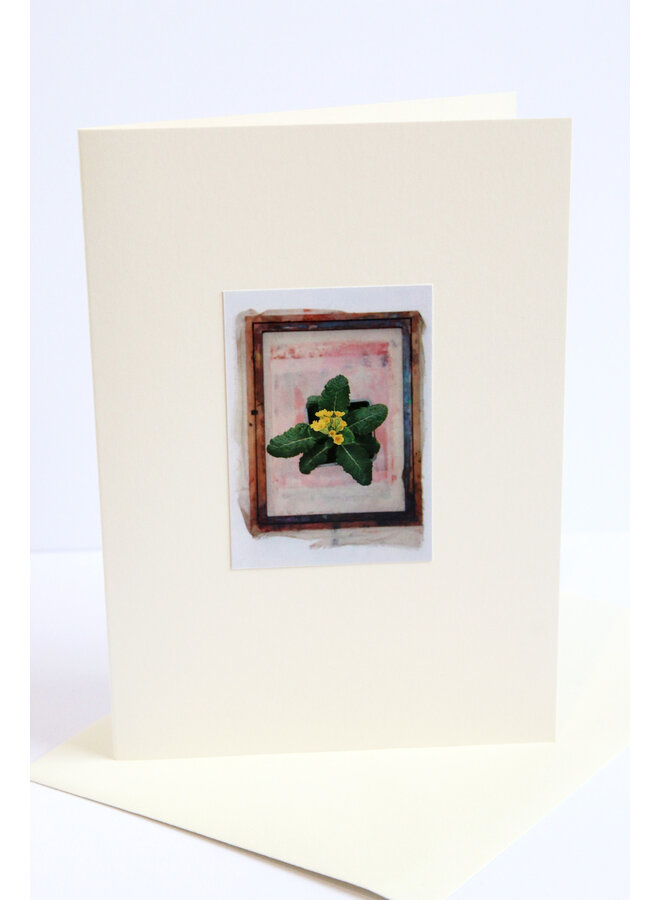 Primrose Photo Art card No. 2
