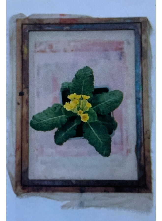 Primrose Photo Art card No. 2