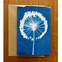 Carte cyanotype floral Calder RF3