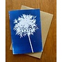 Floral Calder Cyanotype Card RF6