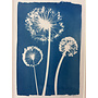 Three Alliums  Original Cyanotype Framed Print