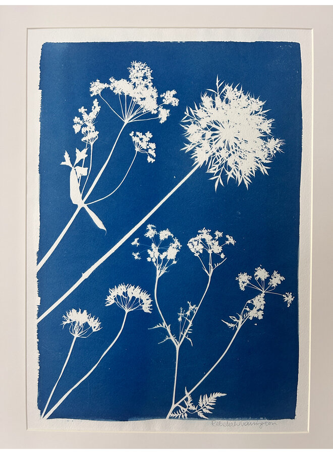 Paraplyblommor och ramslök Original cyanotypi inramad utskrift