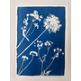 Umbellifers and Wild Garlic Original Cyanotype Framed Print