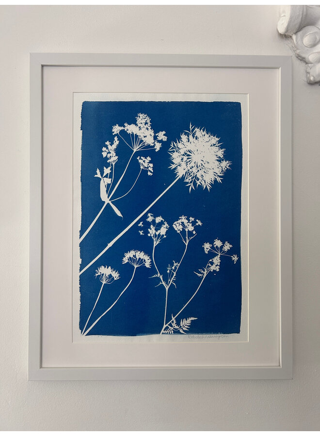Ombellifères et ail sauvage - Estampe originale encadrée au cyanotype