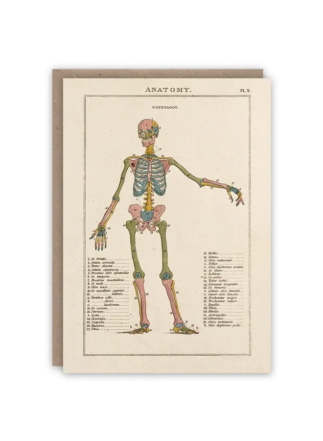 Anatomy Pattern Book Card