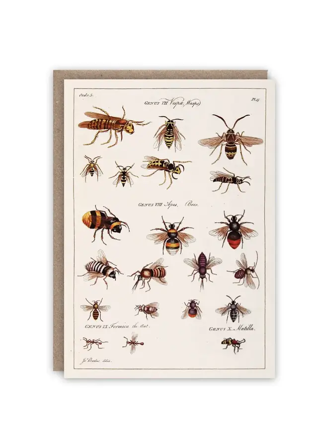 Wasps and Bees Pattern Book Card