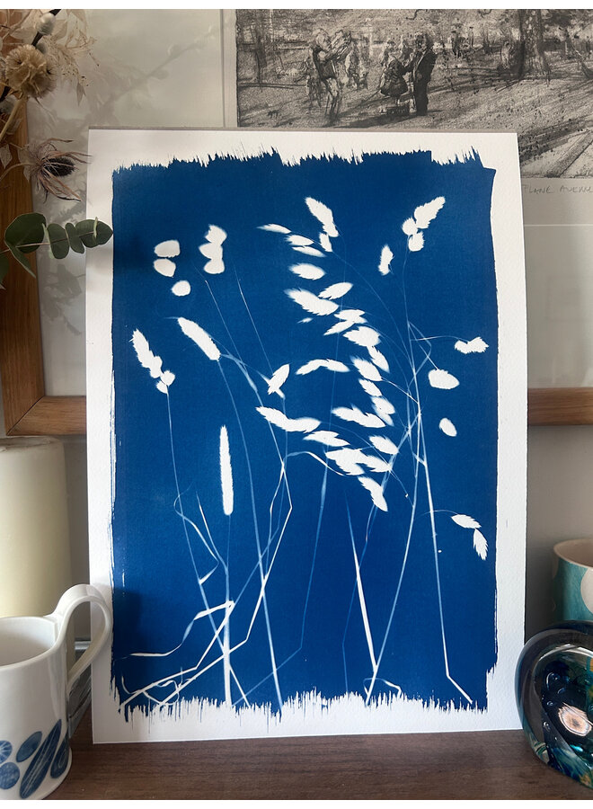 Gräs Cyanotypi Gicléetryck 04