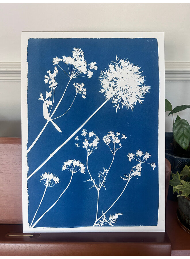 Ail sauvage et Unbellifers, cyanotype, impression giclée 05