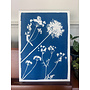 Ail sauvage et Unbellifers, cyanotype, impression giclée 05