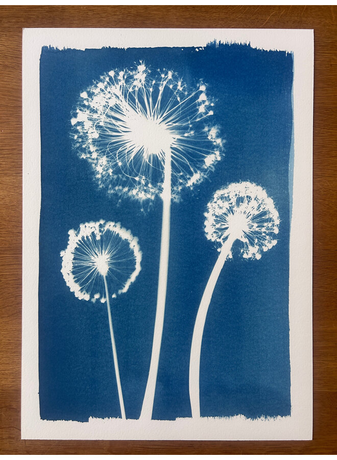 Three Alliums Cyanotype Giclee Print 06