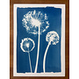 Trois Alliums, impression giclée cyanotype 06