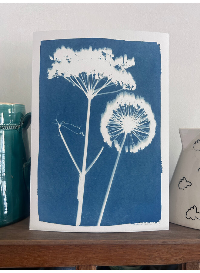 Impresión giclée cianotipia de Allium y Umbelíferas 08