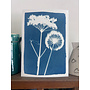 Cyanotype d'Allium et d'Ombellifer, impression giclée 08