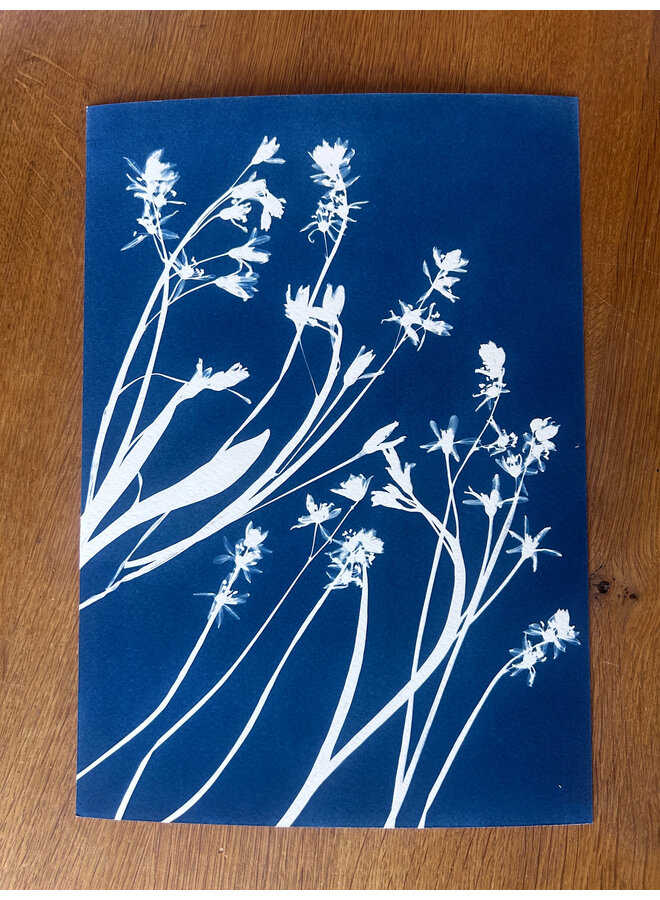 Gräser Cyanotypie-Giclée-Druck 09