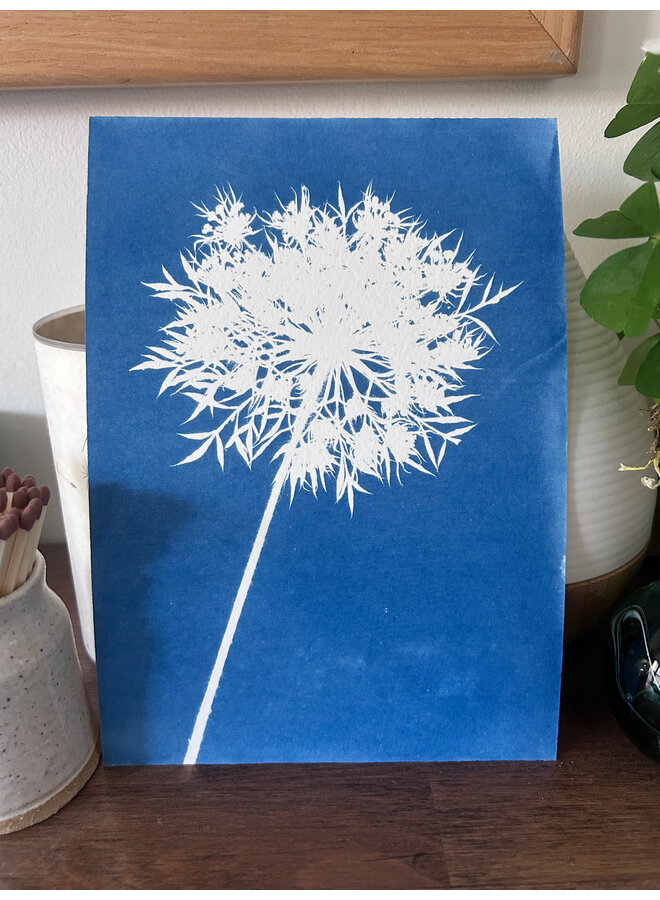 Cyanotype d'Allium, impression giclée 10