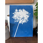 Cyanotype d'Allium, impression giclée 10