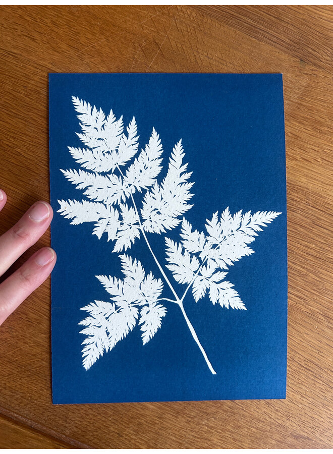 Cyanotype de fougère, impression giclée 11