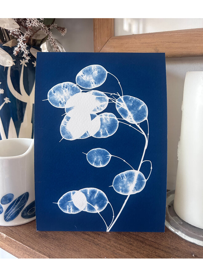 Honesty Cyanotype Giclee Print 12