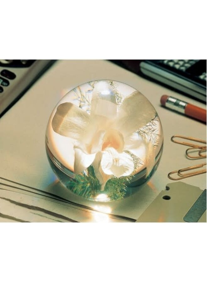 Orchid Real Flower Paper Weight 14