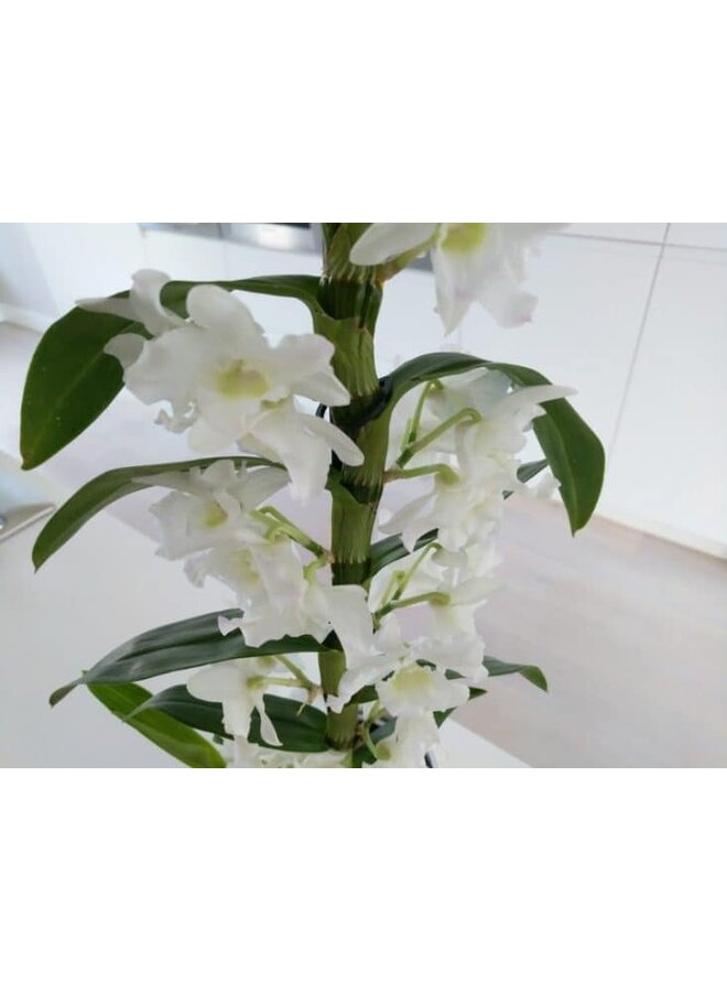 Orchid Real Flower Paper Weight 14