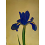 Iris on Yellow Ground