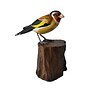 Goldfinch on Tree Trunk by Wayan Dirga 70