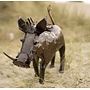 Art de jardin recyclé Warthog 09