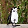 Poussin de pingouin, art de jardin recyclé 08