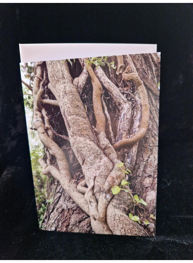 Twisted Trees Photo Art Card by Sue Wardell 08